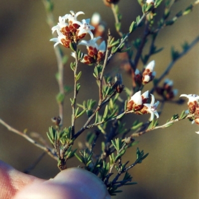 Cryptandra speciosa subsp. speciosa (Silky Cryptandra) at Pine Island to Point Hut - 17 Sep 2008 by MichaelBedingfield