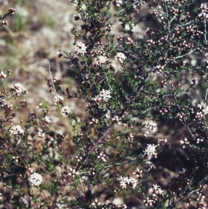 Cryptandra speciosa subsp. speciosa at Conder, ACT - 10 Sep 2000