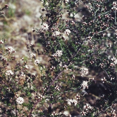 Cryptandra speciosa subsp. speciosa (Silky Cryptandra) at Rob Roy Range - 9 Sep 2000 by michaelb