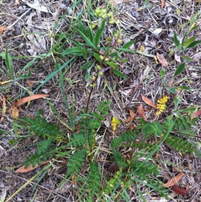 Acaena x ovina (Sheep's Burr) at Hughes Garran Woodland - 30 Oct 2017 by ruthkerruish