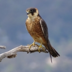 Falco longipennis (Australian Hobby) at Garran, ACT - 25 Oct 2017 by roymcd