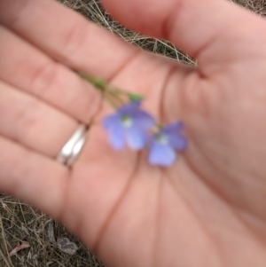 Linum marginale at Forde, ACT - 24 Oct 2017 11:56 AM