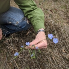 Linum marginale at Forde, ACT - 24 Oct 2017