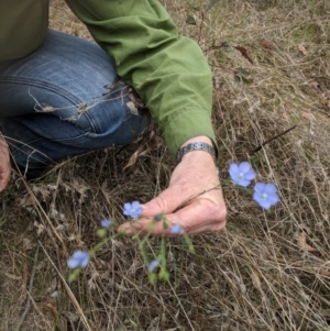 Linum marginale at Forde, ACT - 24 Oct 2017 11:56 AM