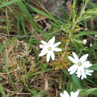 Stellaria pungens (Prickly Starwort) at Isaacs Ridge and Nearby - 3 Nov 2017 by Mike