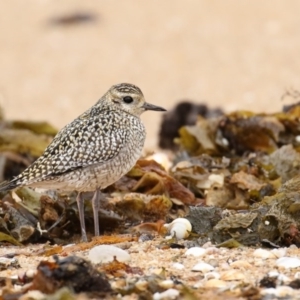 Pluvialis fulva at Edrom, NSW - 3 Nov 2017 11:01 AM