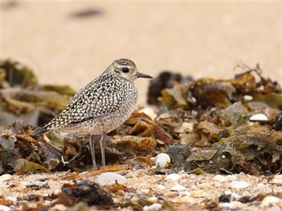 Pluvialis fulva (Pacific Golden Plover) at Edrom, NSW - 3 Nov 2017 by Leo