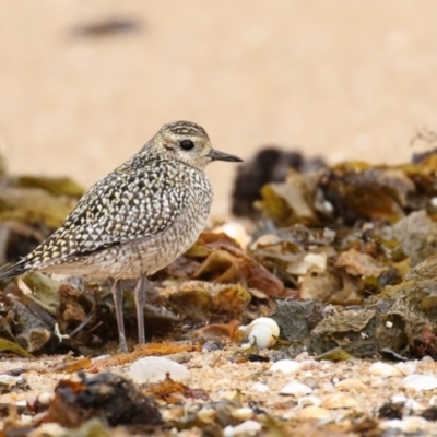 Pluvialis fulva (Pacific Golden-Plover) at Edrom, NSW - 3 Nov 2017 by Leo