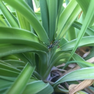 Xanthocryptus novozealandicus at Fyshwick, ACT - 3 Nov 2017