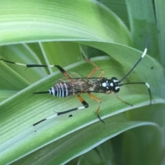 Xanthocryptus novozealandicus at Fyshwick, ACT - 3 Nov 2017