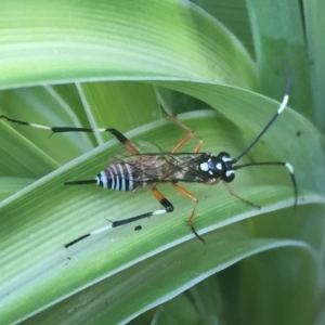 Xanthocryptus novozealandicus at Fyshwick, ACT - 3 Nov 2017