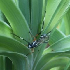 Xanthocryptus novozealandicus at Fyshwick, ACT - 3 Nov 2017