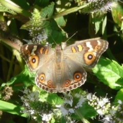 Junonia villida (Meadow Argus) at Latham, ACT - 16 Feb 2010 by Christine