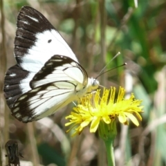 Belenois java (Caper White) at Latham, ACT - 17 Feb 2010 by Christine