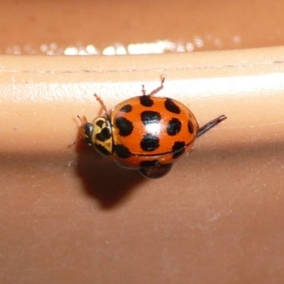 Harmonia conformis (Common Spotted Ladybird) at Flynn, ACT - 13 Nov 2009 by Christine