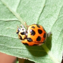 Harmonia conformis at Flynn, ACT - 13 Nov 2009