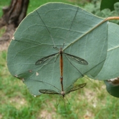 Leptotarsus (Leptotarsus) sp.(genus) (A Crane Fly) at Flynn, ACT - 13 Mar 2010 by Christine