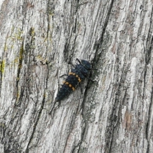 Harmonia conformis at Yarralumla, ACT - 27 Apr 2010