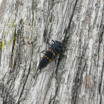 Harmonia conformis (Common Spotted Ladybird) at Lake Burley Griffin West - 27 Apr 2010 by Christine