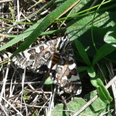 Apina callisto (Pasture Day Moth) at Flynn, ACT - 14 Apr 2010 by Christine