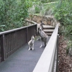 Macropus giganteus (Eastern Grey Kangaroo) at ANBG - 27 Apr 2010 by Christine