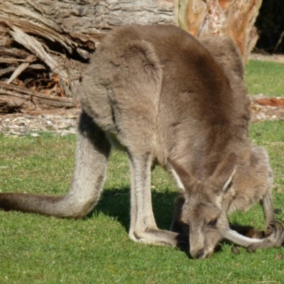 Macropus giganteus (Eastern Grey Kangaroo) at Acton, ACT - 17 Sep 2011 by Christine