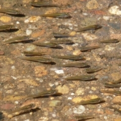 Gambusia holbrooki (Gambusia, Plague minnow, Mosquito fish) at Umbagong District Park - 16 Feb 2010 by Christine