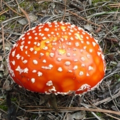 Amanita muscaria (Fly Agaric) at Yarralumla, ACT - 27 Apr 2010 by Christine