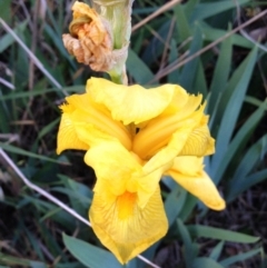 Iris pseudacorus (Yellow Flag) at Hughes Garran Woodland - 1 Nov 2017 by ruthkerruish