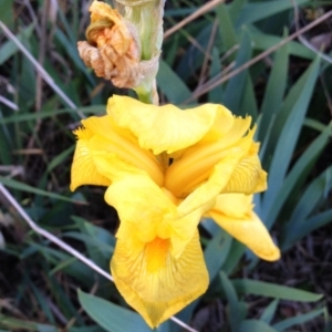 Iris pseudacorus at Hughes, ACT - 2 Nov 2017 12:00 AM