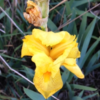Iris pseudacorus (Yellow Flag) at Hughes Garran Woodland - 1 Nov 2017 by ruthkerruish