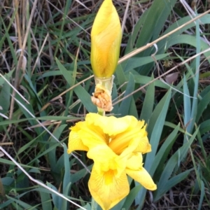 Iris pseudacorus at Hughes, ACT - 2 Nov 2017