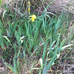 Iris pseudacorus at Hughes, ACT - 2 Nov 2017 12:00 AM