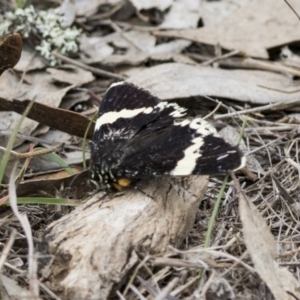 Eutrichopidia latinus at Forde, ACT - 3 Nov 2017 09:28 AM