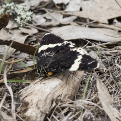 Eutrichopidia latinus (Yellow-banded Day-moth) at Mulligans Flat - 2 Nov 2017 by Alison Milton