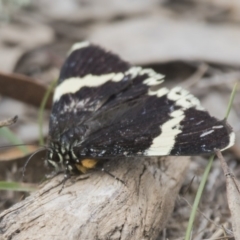 Eutrichopidia latinus at Forde, ACT - 3 Nov 2017 09:28 AM