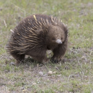 Tachyglossus aculeatus at Forde, ACT - 3 Nov 2017 09:24 AM