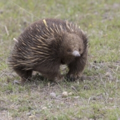 Tachyglossus aculeatus (Short-beaked Echidna) at Forde, ACT - 2 Nov 2017 by AlisonMilton