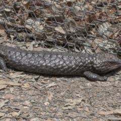 Tiliqua rugosa (Shingleback Lizard) at Mulligans Flat - 2 Nov 2017 by AlisonMilton