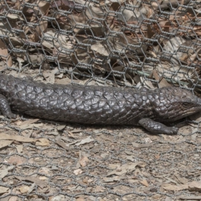 Tiliqua rugosa (Shingleback Lizard) at Forde, ACT - 2 Nov 2017 by AlisonMilton