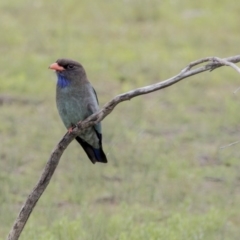 Eurystomus orientalis (Dollarbird) at Gungahlin, ACT - 2 Nov 2017 by Alison Milton