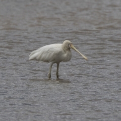 Platalea flavipes (Yellow-billed Spoonbill) at Mulligans Flat - 2 Nov 2017 by Alison Milton