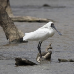 Platalea regia (Royal Spoonbill) at Gungahlin, ACT - 3 Nov 2017 by AlisonMilton