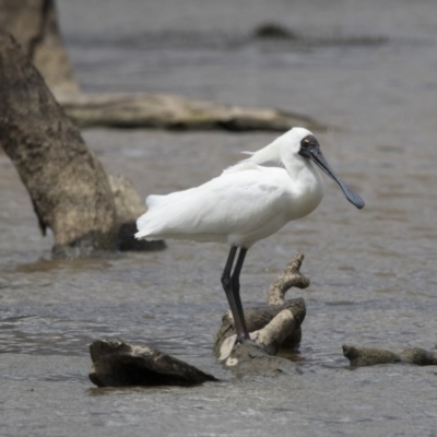 Platalea regia (Royal Spoonbill) at Gungahlin, ACT - 2 Nov 2017 by Alison Milton