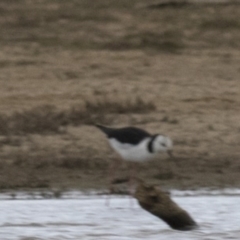 Himantopus leucocephalus (Pied Stilt) at Mulligans Flat - 2 Nov 2017 by Alison Milton