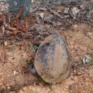 Chelodina longicollis at Forde, ACT - 3 Nov 2017 02:25 PM