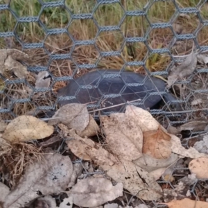 Chelodina longicollis at Gungahlin, ACT - 3 Nov 2017