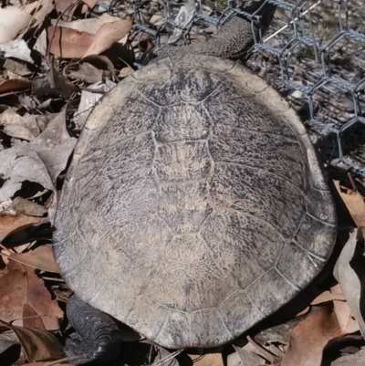Chelodina longicollis (Eastern Long-necked Turtle) at Mulligans Flat - 3 Nov 2017 by cf17
