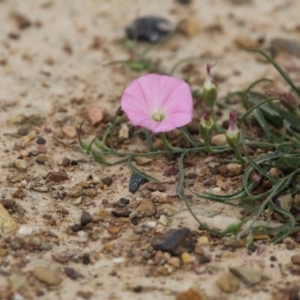 Convolvulus angustissimus subsp. angustissimus at Gungahlin, ACT - 3 Nov 2017