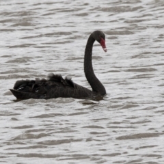 Cygnus atratus (Black Swan) at Gungahlin, ACT - 3 Nov 2017 by AlisonMilton